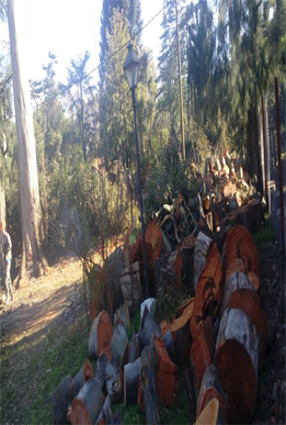 Podas en altura 1