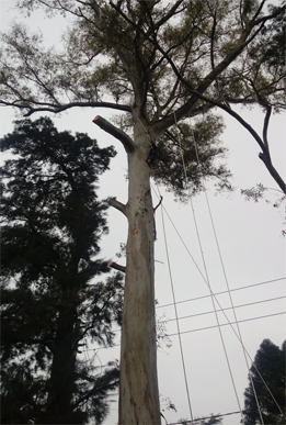Podas en altura 2
