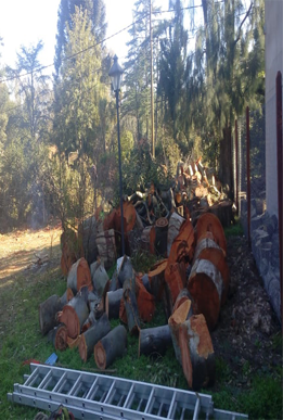 Podas en altura 4