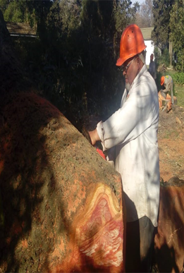 Podas en altura 5
